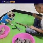 Rock, Paper, Scissor for puppies!!! :)