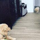 The most unsuccessful sneak attack of all time.