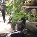 Cat.exe stopped working