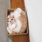 cute cat in a box