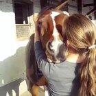 Horse in a state of bliss from head scratches