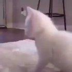 Nibba cat?! القطة الزنجية very niGGa!!؟ قطة تحت لعنة الزنجً شاهد قبل الحذف