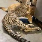 Cheetah and his best friend