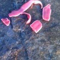 Forbidden Bacon Strips