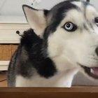 Хаски хочет пиццу