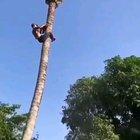Cut down coconut tree like a boss
