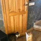 NO word for both cats LOL