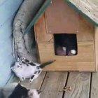 They think their cuteness might save them.