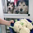 Feeding time! Keep healthy to fight virus!