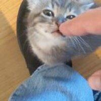 Better, smoller kitten squeaks