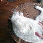 This is Lea, we have it since she's a baby and I'm the only one that can, no joke, hit her on the belly like that for as long as I want. I moved to another town for school and everytime I see her she's almost begging for it. She's great but still weird.