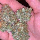 Ghost Rider OG grown indoors in living soil under 400w induction lights.