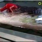 Morreu mais passa bem