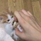 Kitten doesn't want to share toy