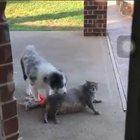 Not so flexible Harvey.