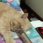 Snoring cat + karaoke mic =
