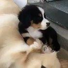 Shhh only dreams now