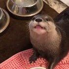 Aww!! it's So Cute!!