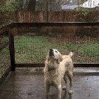 To catch the rain... I used to do this too!