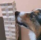 Pulling out the first Jenga piece.