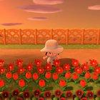 Walking through my flower field!