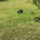 Oh Gus! What are you doing?