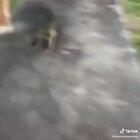 Mr gator got no chill