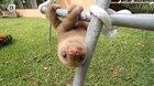 What does baby sloth say