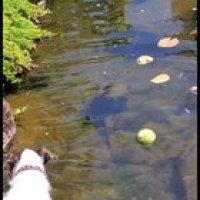 My dog dropped his ball into the pond. Right while I was filming this I thought of this subreddit