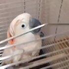 The parrot is afraid of tickling.