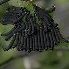 The way they eats the leaves