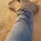 Aussie man vs Tiger Snake