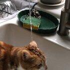 My friend’s cat, Feisty, has a drinking problem.