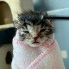 Spa day for my foster kitten, Sunshine!