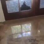 This bird's scream sounds terrifying