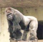 Jaryl, the only true silverback gorilla in the zoo