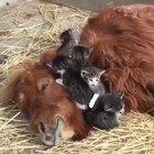 A new mother ... and father ...