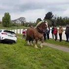 A Horse pulling a car out of a ditch.