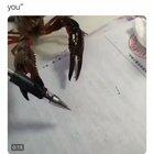 Cute, but show me the top of that pen.