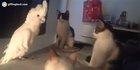 Cats freaked out by bird trying to imitate them