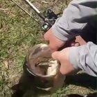 A fish is choking on a fish which in turn is choking on another fish