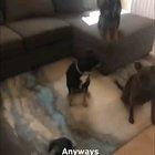 The most Pawductive family meeting ever.