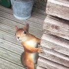 Squirrel thinks it can carry three nuts, not only two 😂