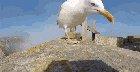 Seagull Steals A Guy’s Camera And Captures Stunning Views Of The Coast