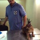 No shots Dr. Vet man! I am fierce! Ok, one shot... But I didn't like it.