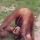 Cursed_monkey video