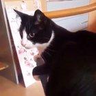 Cat hitting itself in the face with its tail