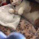 Держи, мой друг 😻