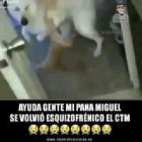 Miguel autista esquizofrenico?