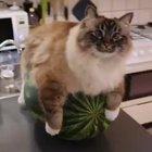 And here we have a mother cat incubating her watermelon